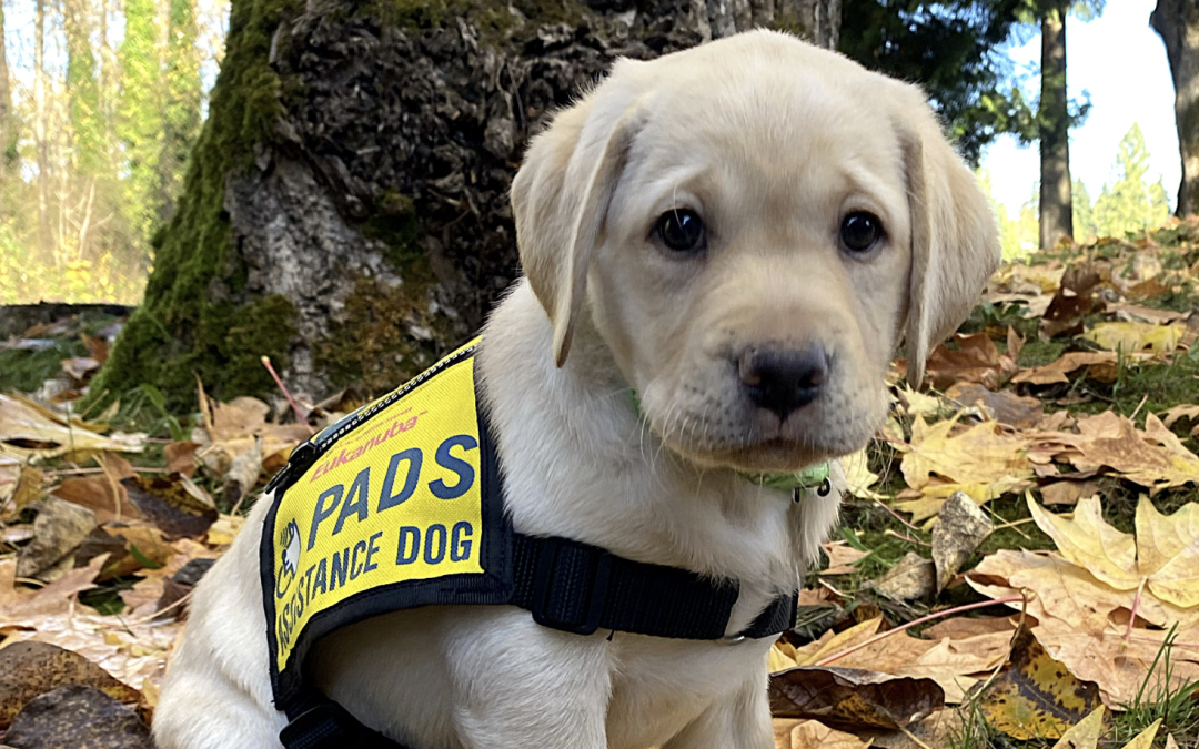 Puppy Program Trainer (Calgary) |  Accepting Applications